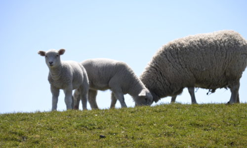 Schafe auf dem Deich in Büsum